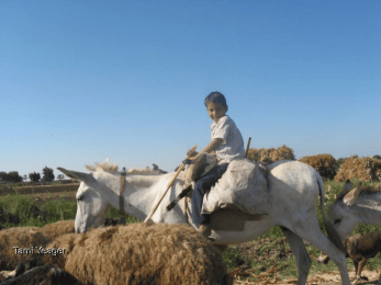 Aviary Photo_131073225320936741