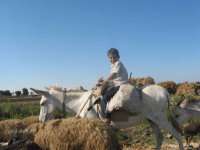 Aviary Photo_131073225320936741