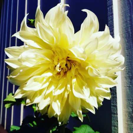 34137057_1732524920167349_6291043915067817984_o