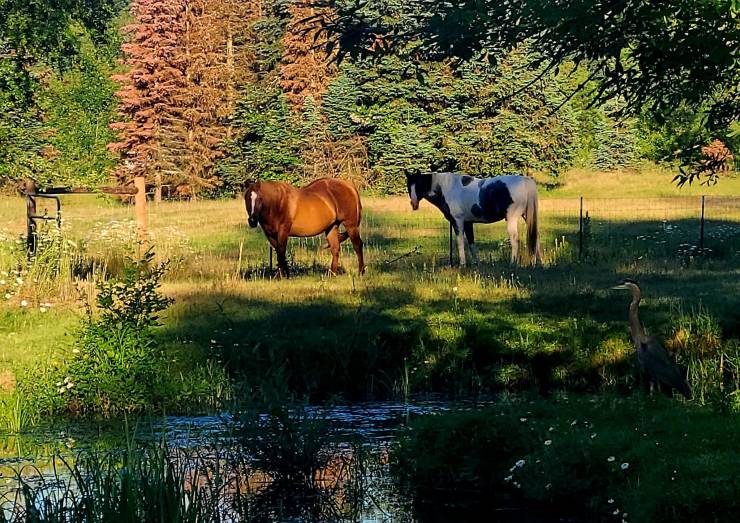 A Horse Named Velvet